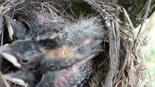 AMERICAN ROBIN FROM EGG TO HATCHING AND LEAVING NEST [upl. by Cowie]