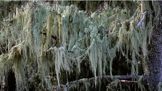 Lichens and Lichen Bioindication Science [upl. by Marty]