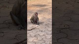 Unbelievable Monkey Sounds You’ve Never Heard Before 🙉shorts monkey monkeysounds animals [upl. by Asilad]