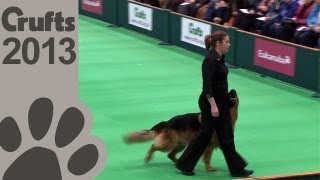 Obedience Dog Championships  Day 3  Crufts 2013 Jenny Gould amp Zakanja Bitter N Twisted [upl. by Akemed]