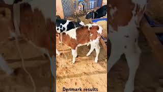 Denmark 50061 40432 40430 40116 results farm farming doctor veterinary [upl. by Asenev]