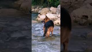 German Shepherd Adventures in the Beautiful Valleys of Uttarakhand [upl. by Rutan]