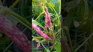 Fagioli borlotti in fase di maturazione farming nature [upl. by Gardell]