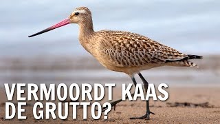 Vermoordt kaas de grutto  De Buitendienst over de Grutto [upl. by Consalve337]