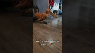 mille fleur duccle rooster chickens rooster cute [upl. by Nahgem]