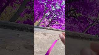 Purple tree very x 😁😍😍😁 like and subscribe [upl. by Trumaine]