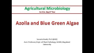 Azolla and BGA  Azolla and Anabaena azollae symbiosis  Symbiotic nitrogen fixation  Biofertilizer [upl. by Aurelea]