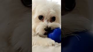 Pets Can Improve Your Health and Make You Feel Save shorts cutedog pets benefits [upl. by Vivi]