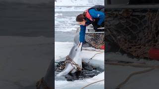 A Heartfelt Tale of a Wounded Dolphin Trapped in a Net Pleading for a Sailors Rescue animals [upl. by Orimisac]