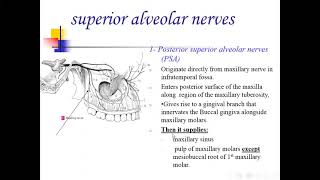 Innervation of teeth [upl. by Adiela]