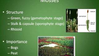 Mosses Liverworts and Hornworts Chapter 4 Section 3 [upl. by Htrap]