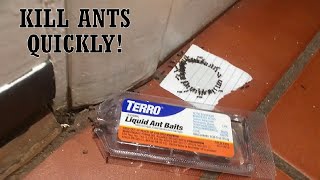 How to Get Rid of Ants  Terro Liquid Ant Bait Overview [upl. by Edna]