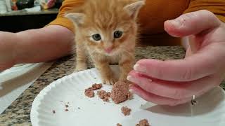 Teaching a 4 week to 5 week old kitten to eat solid food  found a kitten  stabilizing them [upl. by Tobias]