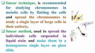 Smear Technique for Meiosis Divisions [upl. by Nedda682]