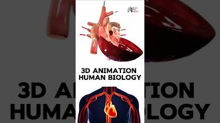 3D Animation Human Biology medical animation 3d short BiologywithAliya [upl. by Zubkoff]