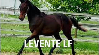 FOR SALE Levente LF  2022 Gelding [upl. by Scheer]