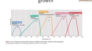 Effect of temperature on bacterial growth [upl. by Maag]