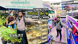 Largest EXOTIC Ornamental Fish Aquariums amp Pet Market Thailand  DAN JR VLOGS [upl. by Algy]