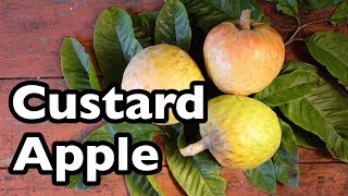 Tasting CUSTARD APPLE vs SUGAR APPLE Which is best  Exotic Fruits [upl. by Hax]