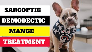 Mange in Dogs  Symptoms and Treatment  How to Treat Sarcoptic and Demodectic Mange [upl. by Dreher]