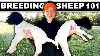 BREEDING DORPER SHEEP Small Scale my full system Dorper Sheep Farming Lambing Grass Homesteading [upl. by Annatsirhc]