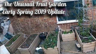 The Unusual Fruit Garden Spring Update March 2019  Tayberry Jostaberry Funberry Blueberry Etc [upl. by Alegre]