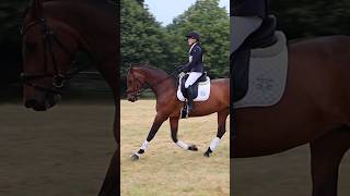 Medium trot dressage horse [upl. by Atoked]