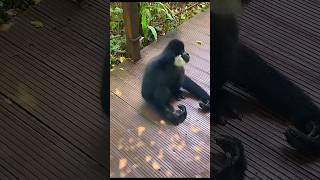 Gibbons 😀gibbon youtubeshorts animals [upl. by Etz844]