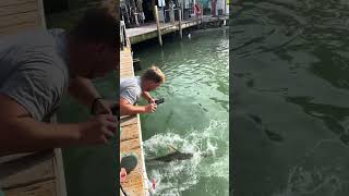 Hand Feeding 300 POUND TARPON at Robbie’s in Islamorada fishing tarpon florida fish [upl. by Forbes64]