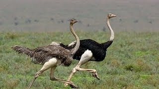 Ostrich Run [upl. by Gertie]