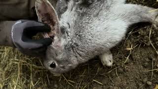 How to treat ear mites on rabbits [upl. by Zobe]