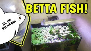 NEW BETTA FISH REVEAL  Betta Fish Care Guide [upl. by Ernie250]