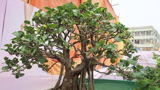 Ficus Benghalensis Bonsai  बरगद बोनसाई [upl. by Rheinlander]