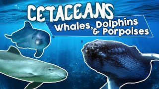 All Cetaceans whales dolphins and porpoises Amazing cetacean facts [upl. by Krauss]