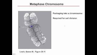 Histone intro Part 1mov [upl. by Novej]