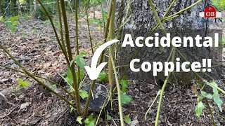 Coppicing Trees by Accident while Creating Silvopasture Feeding St Croix sheep Tree Fodder [upl. by Melac]