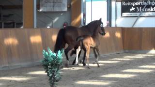 CellestialCaretano Z filly  2014 for sale [upl. by Reynard]