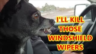 MR BEAN DOG HATES WINDSHIELD WIPERS [upl. by Anne]