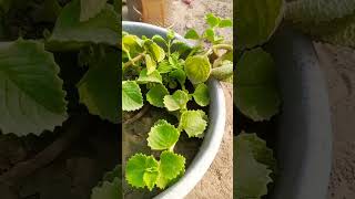 ajwain ka plant 🌱🌱🌱🌱 plants subscribe like [upl. by Ynar]