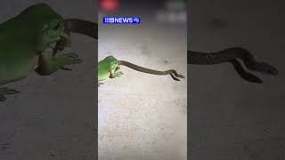 Australian frog attempts to eat snake [upl. by Ayanahs37]