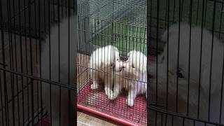 So cute puppy❤️puppywatch till the end cute pets [upl. by Olathe]