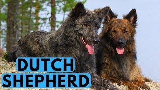 Dutch Shepherd Dog Breed Info  All You Need to Know [upl. by Osnola]