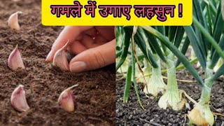 how to grow garlic at home  garlic in water tank 😮 in Punjab [upl. by Asemaj550]