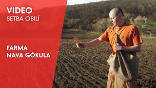 Setba obilí na Gókule  Sowing of wheat at Nava Gokula farm [upl. by Straus]