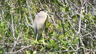 Héron bihoreau Night Heron nycticorax nycticorax Everglades Floride avril 2024 [upl. by Matthei]