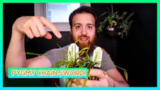 PYGMY CHAIN SWORD  CARPETING AQUARIUM PLANT GUIDE [upl. by Nylasor187]