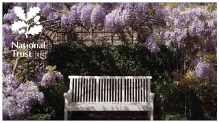 How to prune Wisteria  expert tips from the National Trust school of gardening [upl. by Malha]