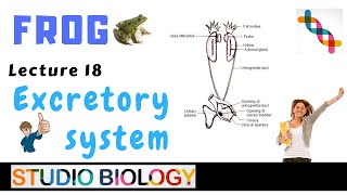 Class 11Zoology Lectures Discuss The Excretory System Of Frog amp Its Structure amp Function118 [upl. by Grossman]