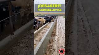 ¡IncreíbleEl Comedero del Ganado Inundado por Fuertes Lluvias 🌧️🐄 corral campo ganado ganaderia [upl. by Drugge]