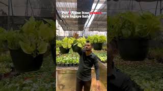 Visit Papayas Nursery ☘️🌴 foryou gardening garden bloominggarden plants nashik comedy [upl. by Bough]